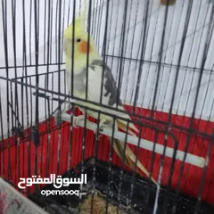  3 التواصل عبر واتس اب ببغاء كوكتيل  حجم كبير وعصافير حب مفتل و البينو وعادي عادي احجام كبيره