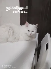  2 قط ذكر لونه ابيض نوعه شانشيلا بيجنن هادئ وحنون للتبني اسمه سكاي بيعرف اسمه عمره 11 شهر