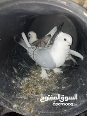  3 حمام ستالايت