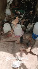  6 فرخات عمر شهر ونص مطعمات جاهزات سراحات صحه وعافيه ولله الحمد