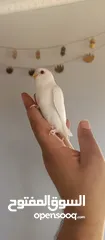  1 بيع طير حب