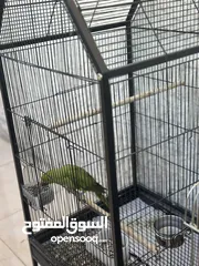 3 كوكتيل + درة