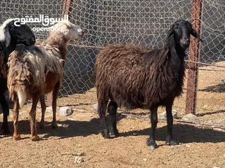  2 للبيع جعد تهجين نجدي الحجم الكبير بعضهن عشر و عشرهن ثقيل