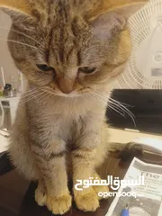  1 قط للتبني لطيف للتزاوج