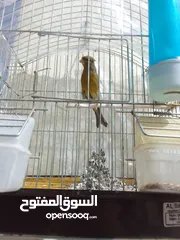  4 مكاوي ومجموعه اقفاص