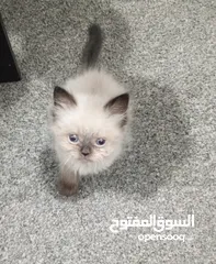  2 قطط هيمالايا بوينت بلو بيور عمر شهرين