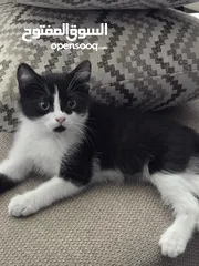  1 قط شيرازي ابيض واسود للبيع مع اغراضه