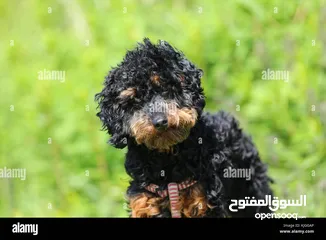  2 Toy poodle