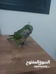  8 ببغاء كويكر