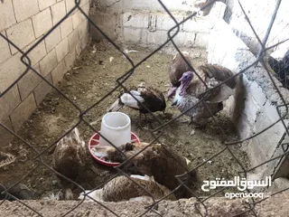  8 حبش احمر تركي نخب اول جواز