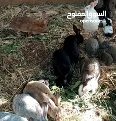  4 أرانب نخب للبيع