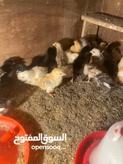  4 افراخ عرب الأصلي