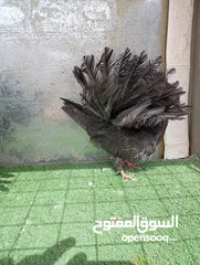  4 هزازات سعر حرررررق الوان مشكلة و حباااات بتجننننن