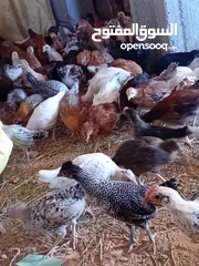  1 دجاج البيع