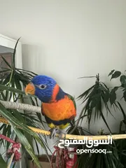  1 Lovely rainbow lorikeet trained and can do some tricks