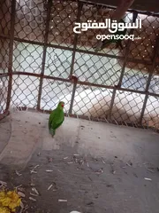  4 ببغاء ماشاءالله