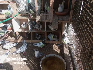  11 Pakistani pigeons highflyers
