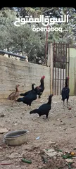  2 باكستاني نخب