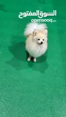  5 كلب بومرينيان فوكس فيس ذكر pomeranian  dog fox face male 5 month