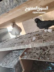  4 حمام صلاة نبي. ماشاء الله شغال