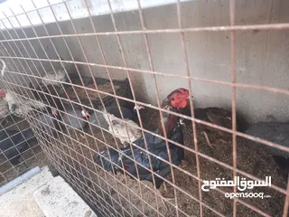  1 دجاج ألماني  وبلدي وفيومي ولمبرغي وفرعوني