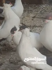  4 حمام لببيع