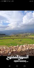  4 ارض للبيع في جرش ثغرة عصفور مسنسله