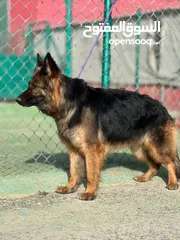  11 بــــــــسعر مغري سامويد وجيرمن