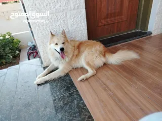  1 كلب للبيع نوع هاسكي