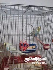 8 غرفة طيور حب هوغو وبردات انكليزي على هوغو للبيع بسعر حرق