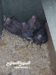  1 فراخ كوكتيل
