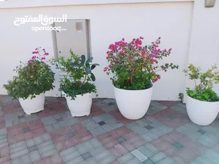  8 gardening& landscape