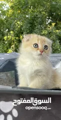  2 Scottish fold shorthair golden ny11 سكوتش فولد