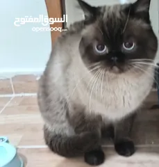 2 كتن كتنز بيبي  قطه شيرازي و قط شنشيلا ابيض ناصع و عيون زرق و قط و قطه يا   شبه تبني للتبني بسعر رمزي