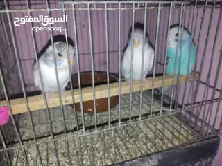  4 عصافير استرالي شباب فواتح للبيع
