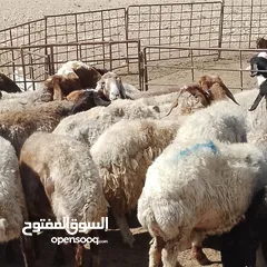  4 صباحي جديان خرفان نعاج وثنايا نخب النخب