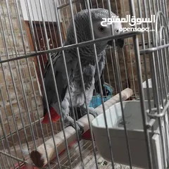  2 ببغاء كاسكو