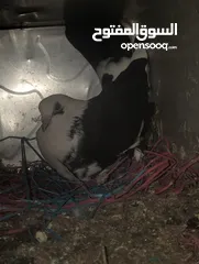  2 حمام صلاة على نبي شغال
