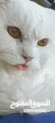  8 percian socialy kind withot voice persian cat