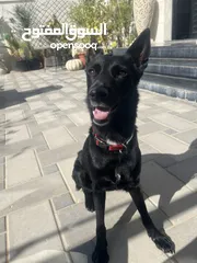  1 Adorable  Black German mixed with black Labrador Dog Looking for a Loving Home