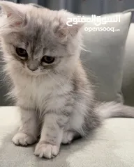  1 قطة أنثى للبيع العمر 4 شهور