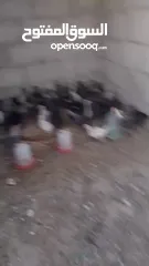  5 صيصان بلدي