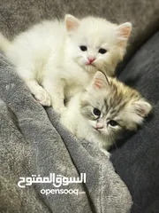  6 قطة شيرازي بيور للبيع بسعر نغرب