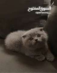  13 أنثى سكوتش فولد