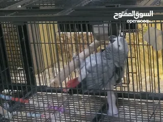  9 ببغاء كاسكو أليف متكلم بطلاقة