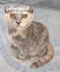  6 kittens Scottish fold and Scottish straight  قطط سكوتش فولد وسكوتش ستريت