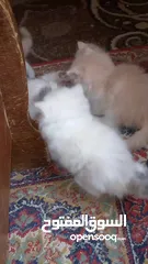  9 قطط للبيع همالايا للبيع ما شاء الله