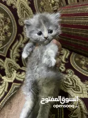  2 كتن سكوتش فولد & هيمالايا