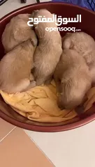  4 Golden retriever puppies