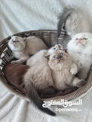  5 سكوتش و بريتش Scottish fold and British